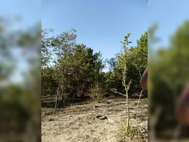 EbonyBentley – webcam model profile photo Image 10