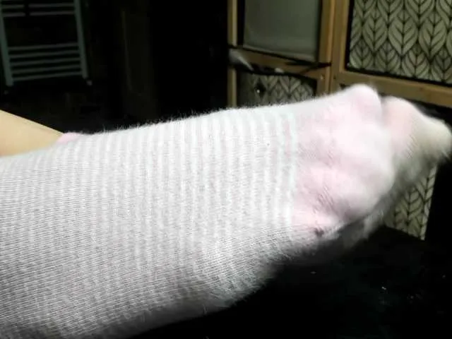 AmyBelmontt – webcam model profile photo Image 10