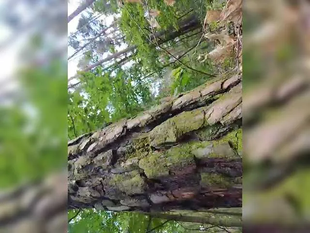 Giselle_Clair – webcam model profile photo Image 7