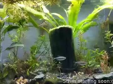 NoaMarin – webcam model profile photo Image 17