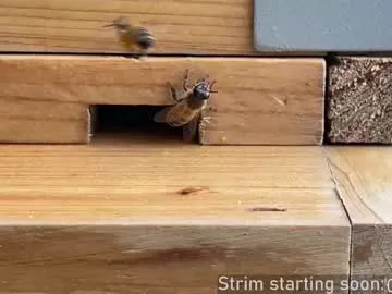 NoaMarin – webcam model profile photo Image 18