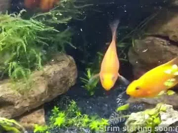 NoaMarin – webcam model profile photo Image 6