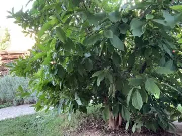 NikkiHollandXXX – webcam model profile photo Image 11