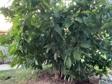 NikkiHollandXXX – webcam model profile photo Image 13