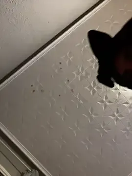 Lililth_Capri77 – webcam model profile photo Image 15