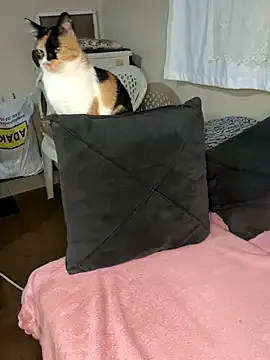 Donovan_Desmond – webcam model profile photo Image 2